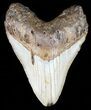 Bargain, Megalodon Tooth - North Carolina #59020-1